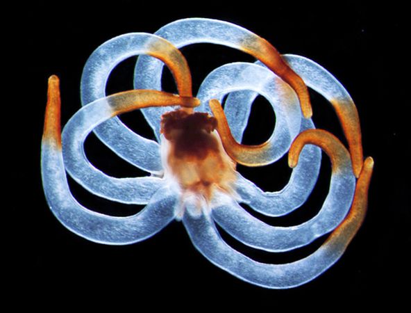 creatures under sea. Tiny Sea Creatures Make Me